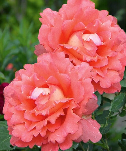 Роза Флорибунда Вайкики Садовита