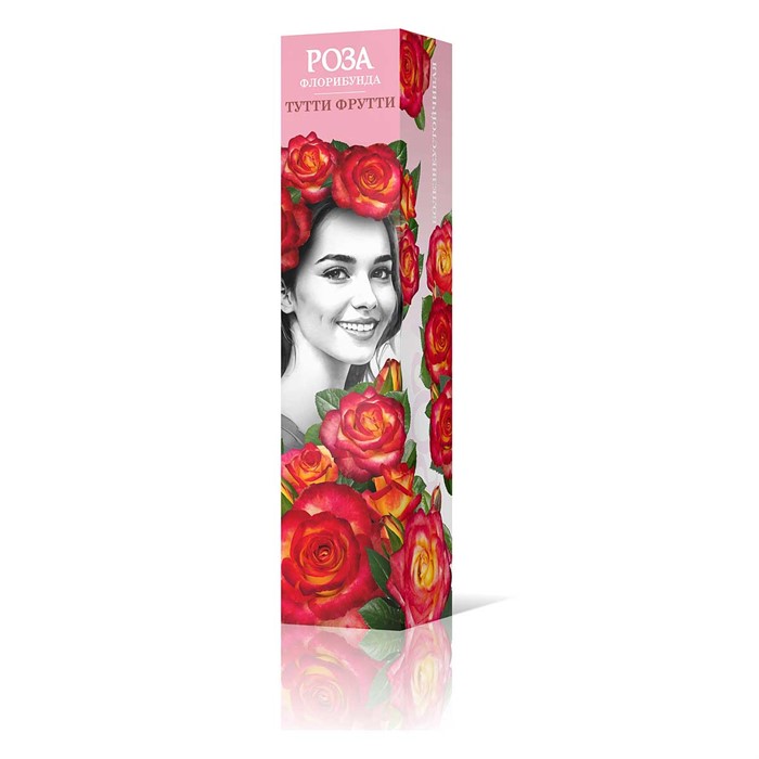Роза флорибунда Тутти Фрутти Садовита