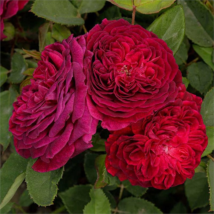 Роза парковая Роз де Решт Садовита