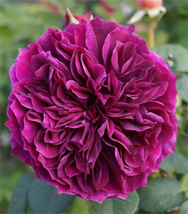 Роза Фальтстаф парковая