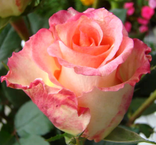 Роза Дуэт чайно-гибридная