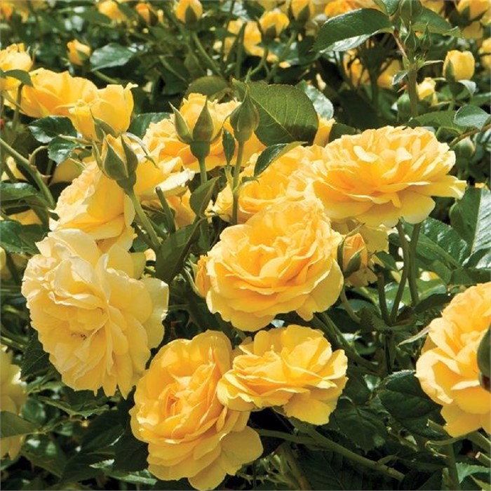 Роза Йеллоу Саммер флорибунда