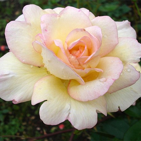 Роза Гэлакси флорибунда