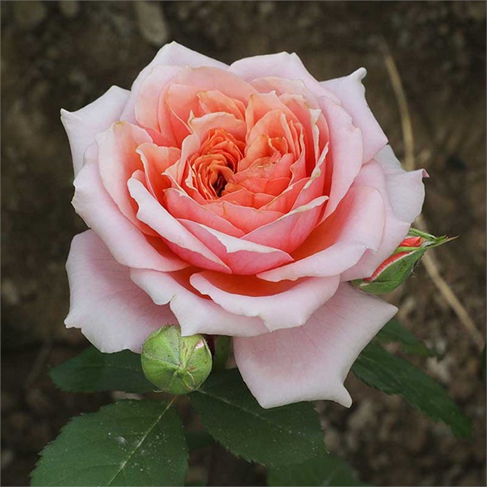 Роза флорибунда Мархензаубер Садовита