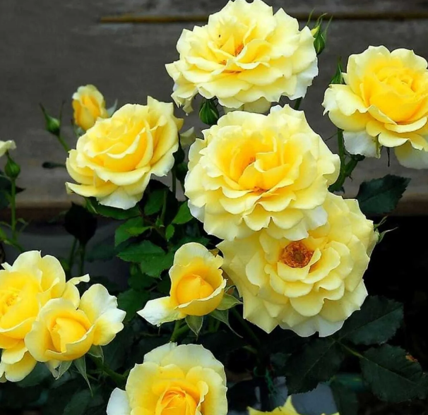 Роза Казино плетистая