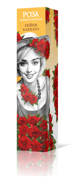 Роза миниатюрная Бейби Баккара Садовита