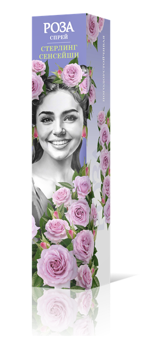 Роза спрей Стерлинг Сенсейшн Садовита