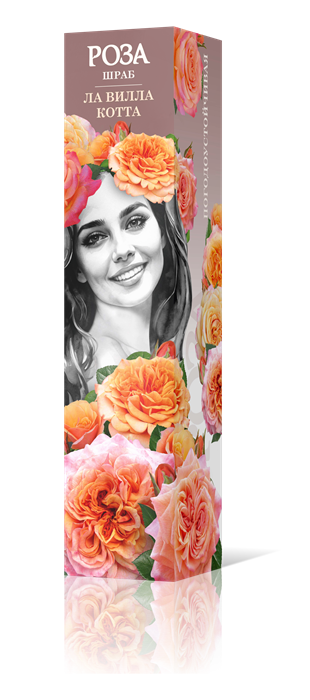 Роза шраб Ла Вилла Котта Садовита