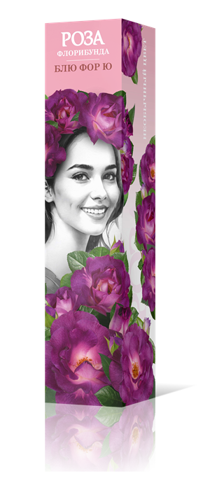 Роза флорибунда Блю Фор Ю Садовита