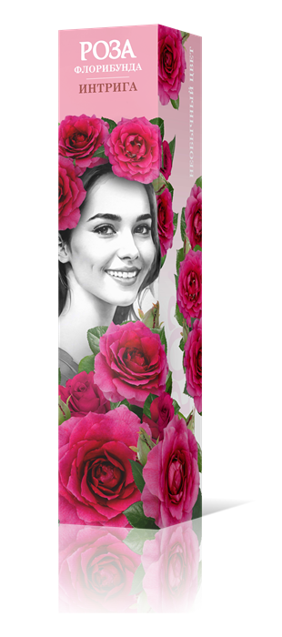 Роза флорибунда Интрига Садовита