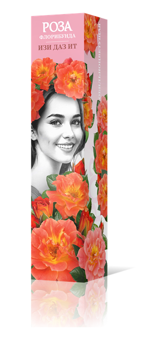 Роза флорибунда Изи Даз Ит Садовита