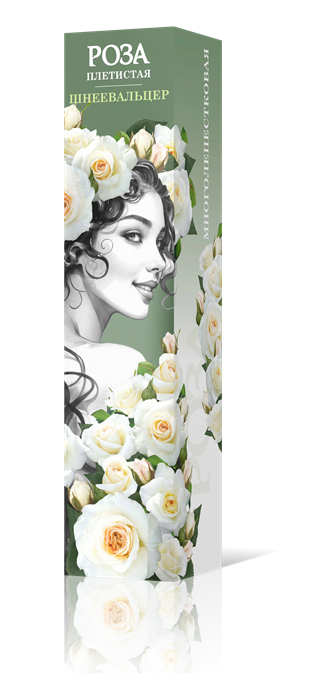 Роза плетистая Шнеевальцер Садовита