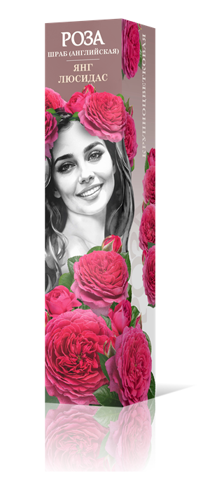Роза шраб Янг Люсидас (английская) Садовита