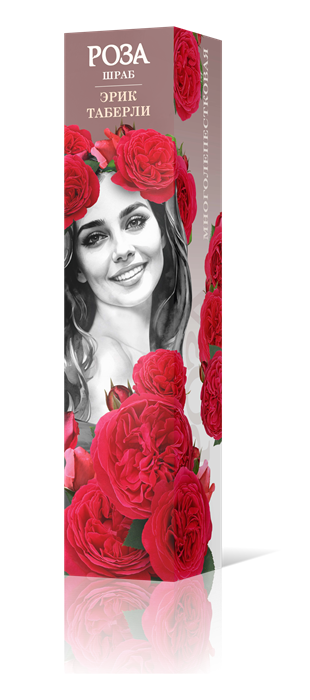 Роза шраб Эрик Таберли Садовита