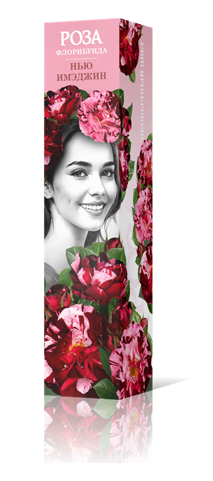 Роза флорибунда Нью Имэджин Садовита