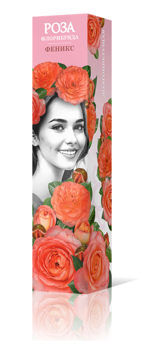 Роза флорибунда Феникс Садовита