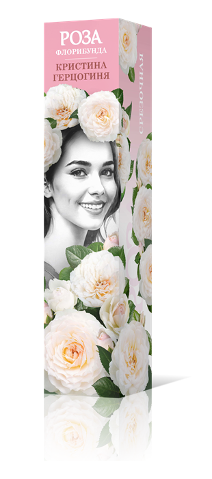 Роза флорибунда Кристина Герцогиня Садовита