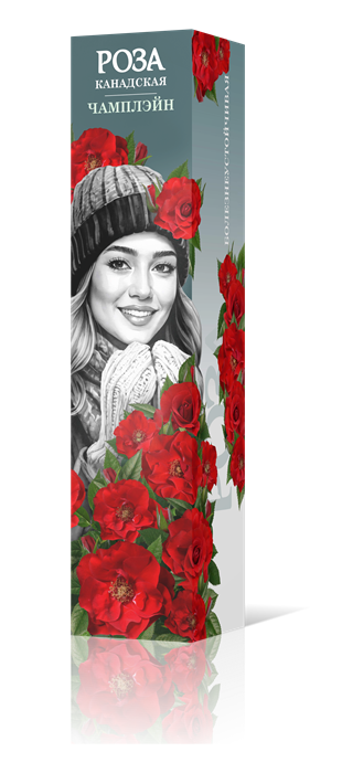 Роза флорибунда Чамплэйн Садовита