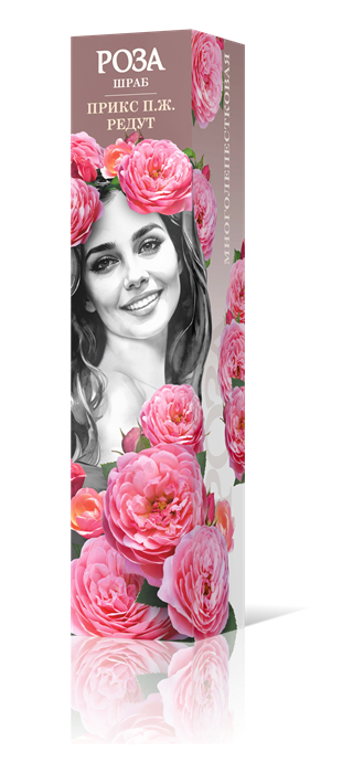 Роза шраб Прикс П.Ж. Редут Садовита