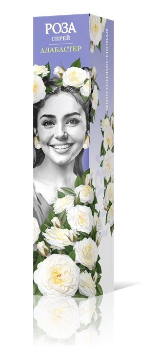 Роза спрей Алабастер Садовита