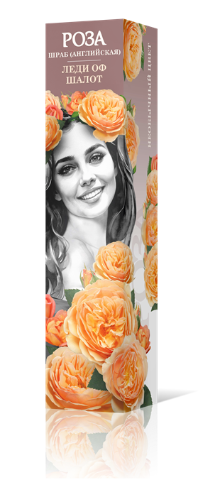 Роза шраб Леди оф Шалот (английская) Садовита