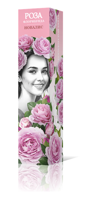 Роза флорибунда Новалис Садовита