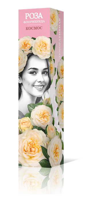 Роза флорибунда Космос Садовита