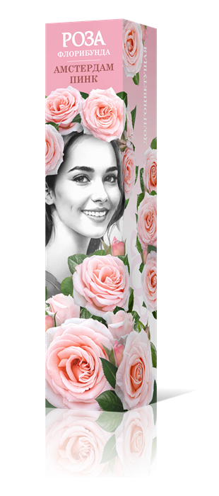РОЗА ФЛОРИБУНДА АМСТЕРДАМ ПИНК САДОВИТА