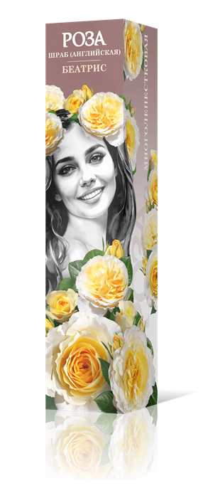 Роза шраб Беатрис (английская) Садовита