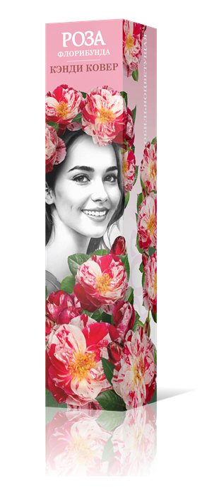 Роза флорибунда Кэнди Ковер Садовита