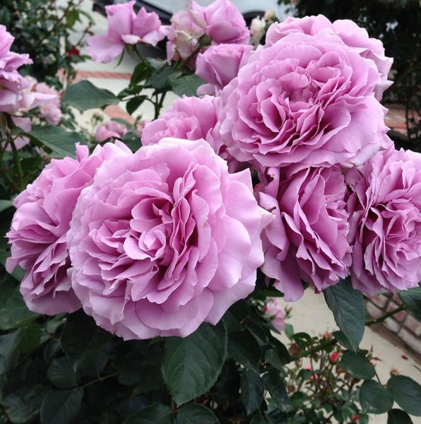 РОЗА ФЛОРИБУНДА ЛАВ СОНГ САДОВИТА