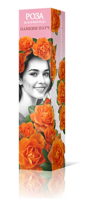 Роза флорибунда Памкин Патч Садовита