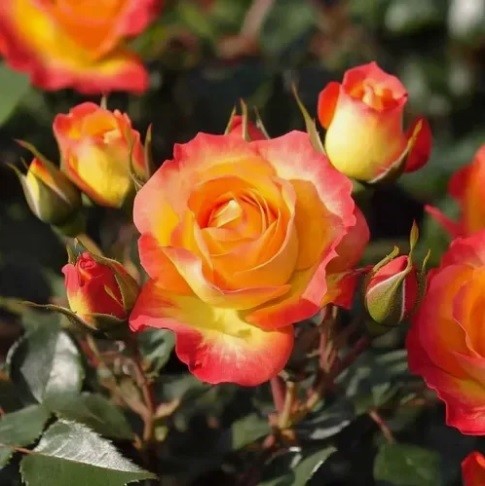 РОЗА ТАЙФУН СПРЕЙ