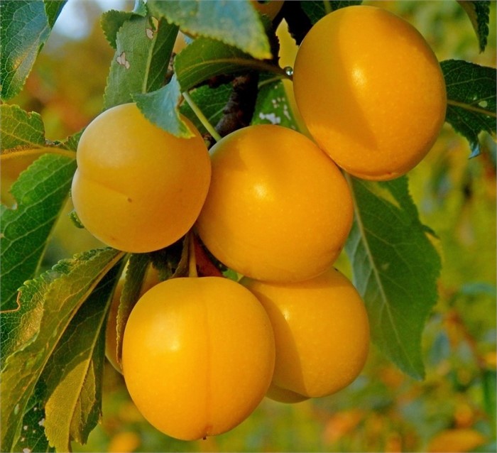 Слива Медовая