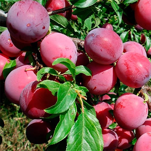 Слива Ксения (китайская)