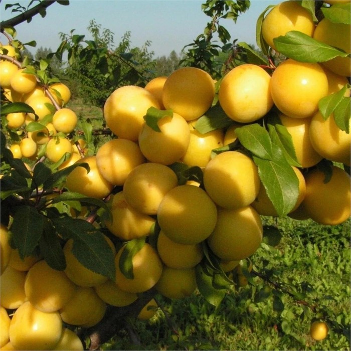 Слива Вика (китайская)