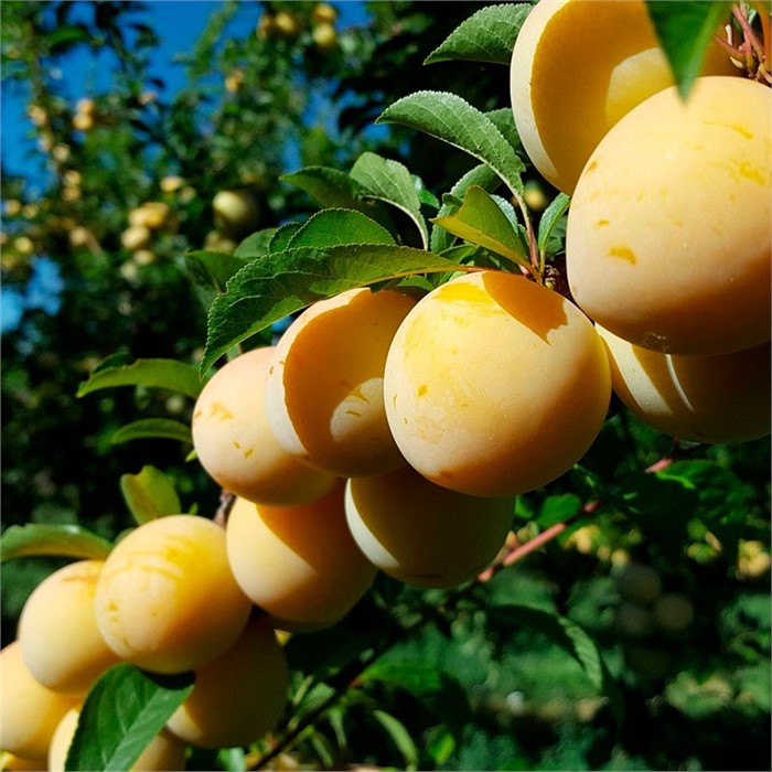 Слива Ренклод