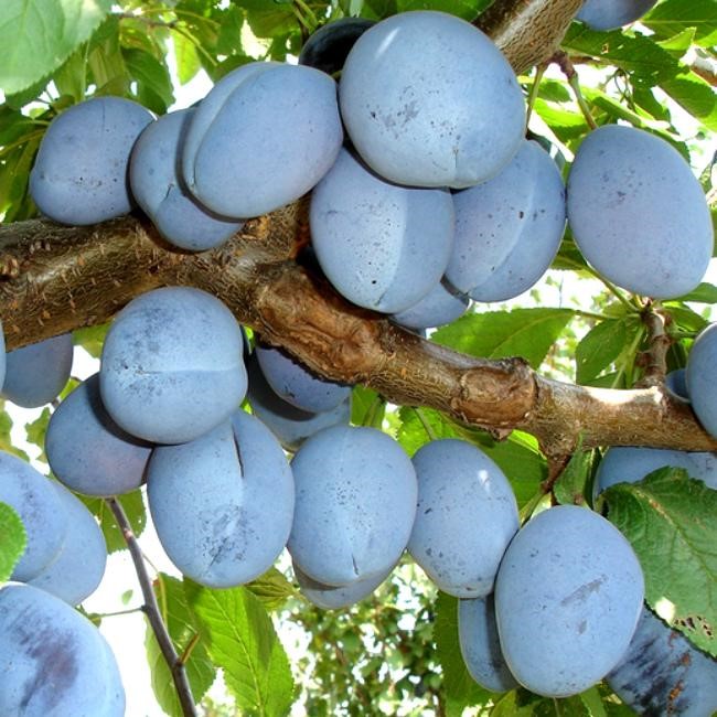 Слива Рекорд позд 80гр фиолет