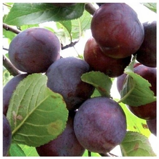 Слива Этюд 30гр синяя