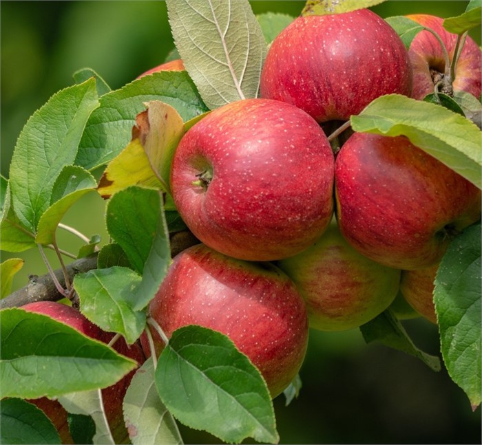Яблоня Уэлси