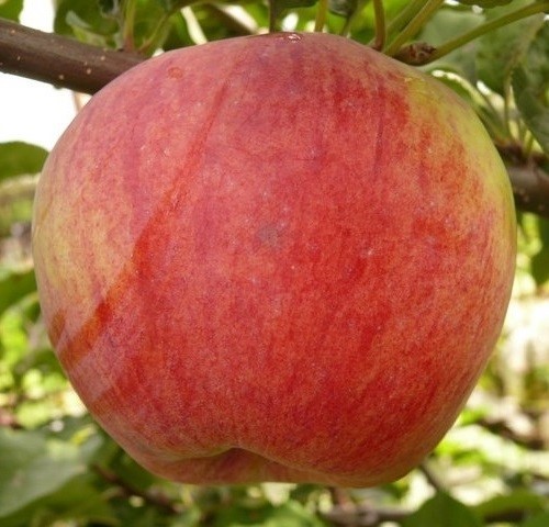 Яблоня Башкирская красавица (З) 90-140гр