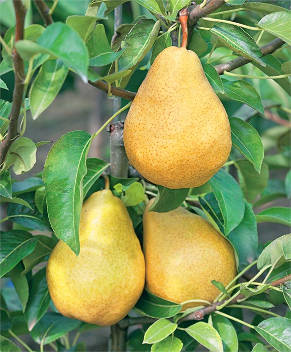 Груша Дюшес Московский Садовый (О) 160-170гр