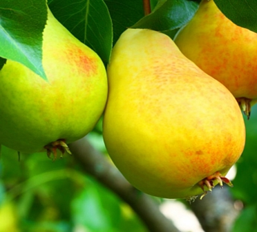 Груша Таежная (Л) 90гр