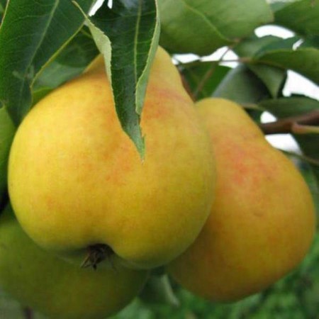 Груша Кафедральная (Л/О) 110-130гр