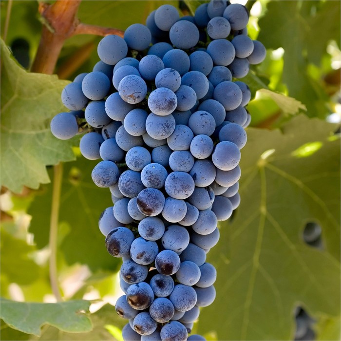 Виноград Каберне Совиньон