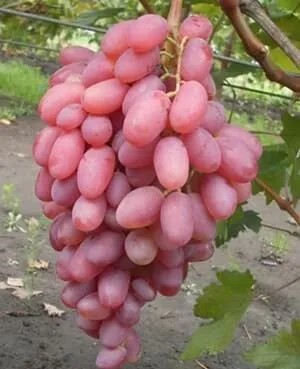 Виноград Виктор