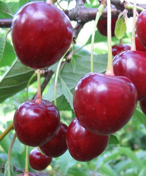 Вишня Тургеневка