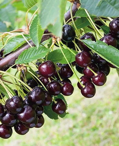 Черевишня Кормилица