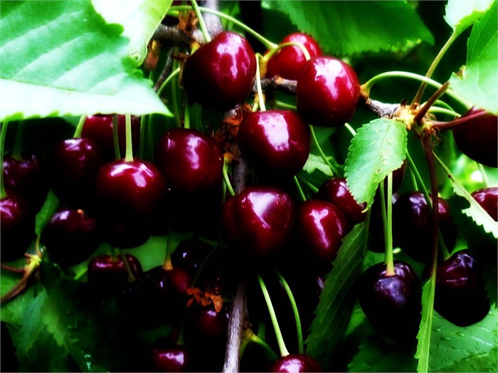 Вишня Богатырка