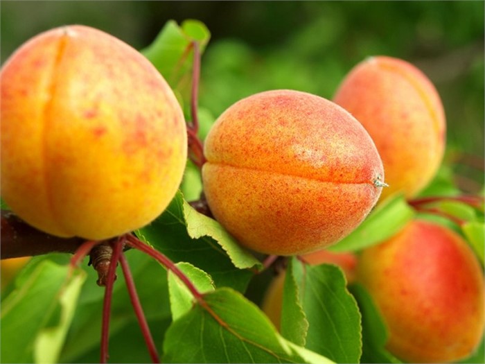 Абрикос Амур